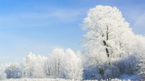 Beautiful winter white trees and blue sky with falling snow. 4K. Stock Footage 296658778