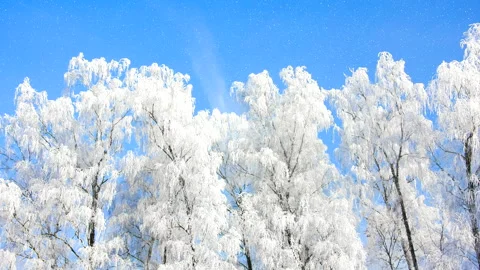 Beautiful winter white trees with falling snow 4K. Loop. 库存影片 260129001