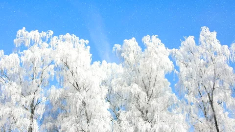 Beautiful winter white trees with falling snow 4K. Stock Footage 260129157