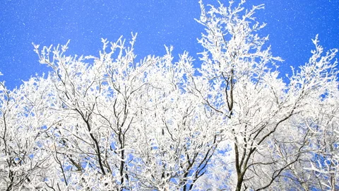Beautiful winter white trees with falling snow 4K. 库存影片 260179949