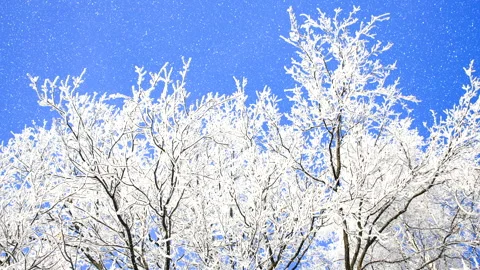 Beautiful winter white trees with falling snow 4K. 库存影片 260180325