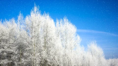 Beautiful winter white trees with falling snow 4K. Loop. Stock Footage 260246013