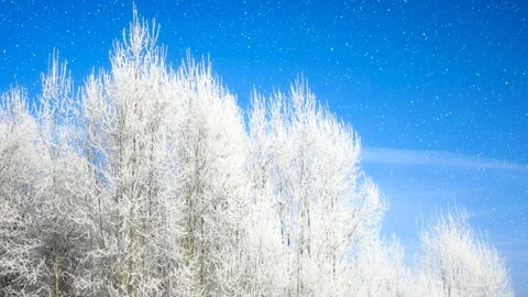 Beautiful winter white trees with falling snow 4K. Stock Footage 260246387