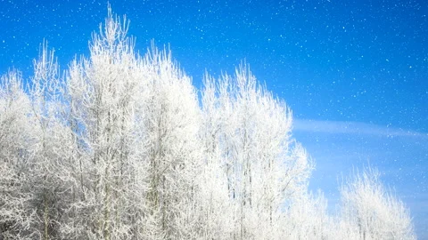 Beautiful winter white trees with falling snow 4K. 库存影片 260337707