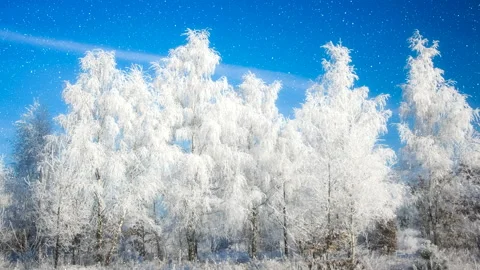 Beautiful winter white trees with falling snow 4K. Zoom in. 库存影片 260344637