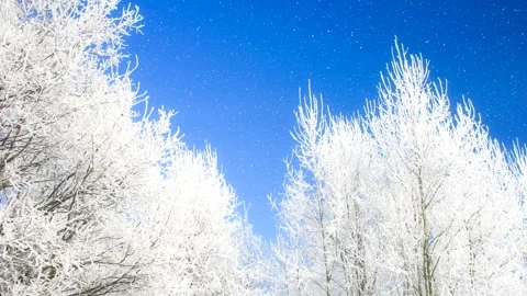 Beautiful winter white trees with falling snow. Loop. Stock Footage 261196763