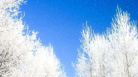 Beautiful winter white trees with falling snow. Stock Footage 261196904