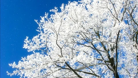 Beautiful winter white trees with falling snow. Loop. Stock Footage 261312998