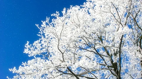 Beautiful winter white trees with falling snow. Stock Footage 261313115