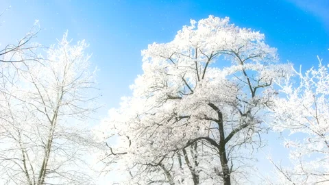 Beautiful winter white trees with falling snow. Loop. 库存影片 261440953