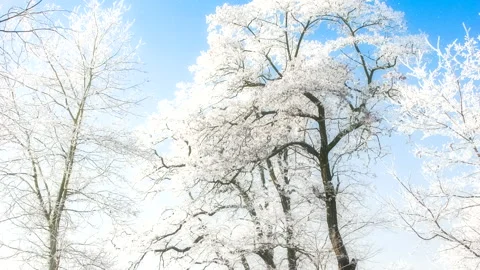 Beautiful winter white trees with falling snow. 库存影片 261441098