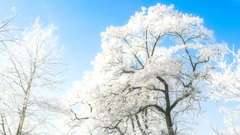 Beautiful winter white trees with falling snow. Stock Footage 261989190