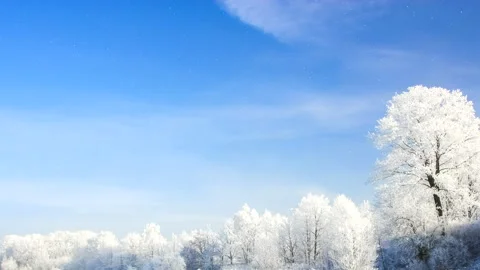 Beautiful winter white trees with falling snow. Stock Footage 261989362
