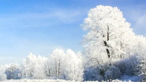 Beautiful winter white trees with falling snow. Stock Footage 261989433