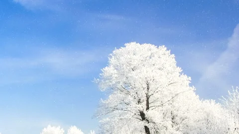 Beautiful winter white trees with falling snow. Stock Footage 261989538