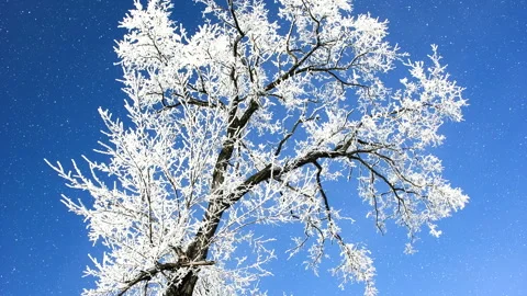 Beautiful winter white trees with falling snow. 스톡 동영상 261989720