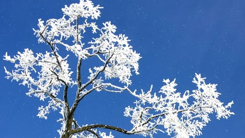 Beautiful winter white trees with falling snow. 스톡 동영상 261989784