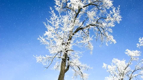 Beautiful winter white trees with falling snow. 스톡 동영상 261989962