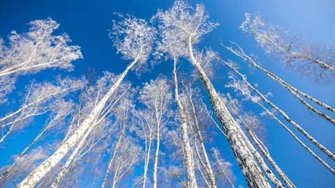 Beautiful winter white trees, falling snow. Forest. 库存影片 262461298