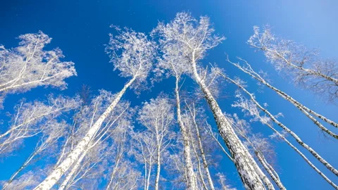 Beautiful winter white trees, falling snow. Forest. 스톡 동영상 262461356