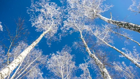 Beautiful winter white trees, falling snow. Forest. 스톡 동영상 262476081