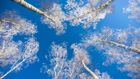 Beautiful winter white trees, falling snow. Forest. 库存影片 262477237