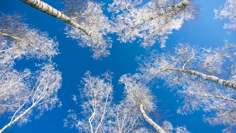 Beautiful winter white trees, falling snow. Forest. Stock Footage 262477459