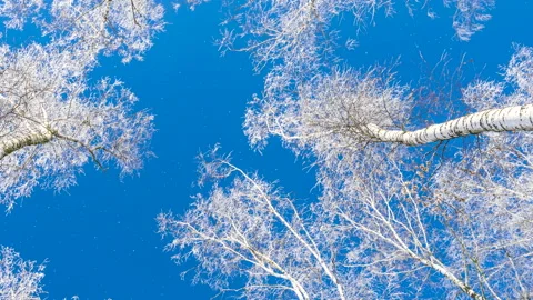 Beautiful winter white trees, falling snow. Forest. 스톡 동영상 262479955
