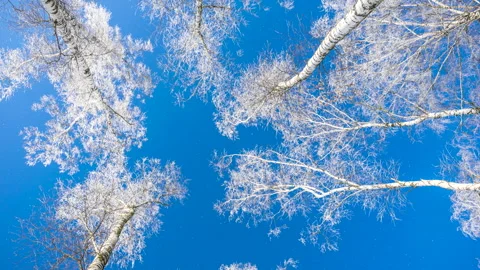 Beautiful winter white trees, falling snow. Forest. Stock Footage 262480525