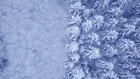 Beautiful winter young pine and deciduous trees forest covered with snow aerial Stock Footage 103422949