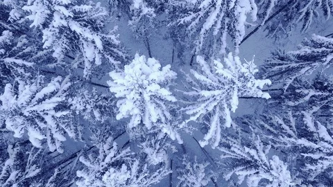 Beautiful winter young pine forest under snow aerial view with down up camera Stock Footage 104001492
