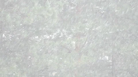 Beautiful Winter's idyll - Blizzard in a Pine Forest in Slow Motion Stock Footage 60743323
