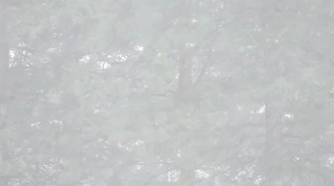 Beautiful Winter's idyll - Blizzard in a Pine Forest in Slow Motion Stock Footage 60744293