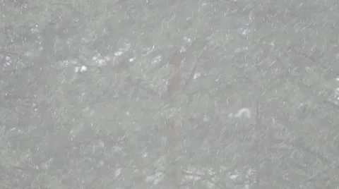 Beautiful Winter's idyll - Blizzard in a Pine Forest in Slow Motion Stock Footage 60745104