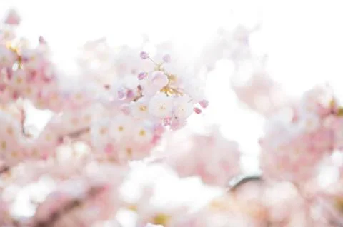 BEAUTIFUL withe apple blossoms IN EARLY SPRING Stock Photos