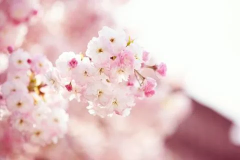 BEAUTIFUL withe apple blossoms IN EARLY SPRING Stock Photos
