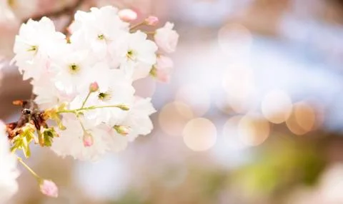 BEAUTIFUL withe apple blossoms IN EARLY SPRING Stock Photos