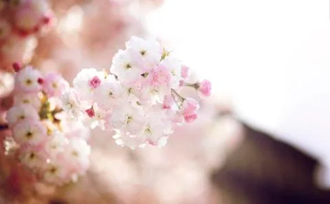 BEAUTIFUL withe apple blossoms IN EARLY SPRING Stock Photos