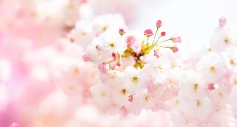 BEAUTIFUL withe apple blossoms IN EARLY SPRING Stock Photos