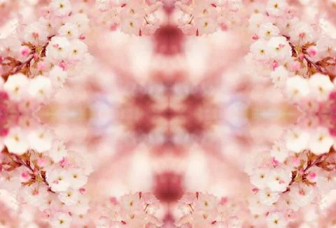 BEAUTIFUL withe apple blossoms IN EARLY SPRING Stock Photos