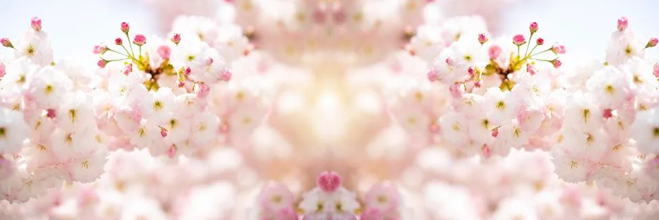 BEAUTIFUL withe apple blossoms IN EARLY SPRING Fotos de archivo