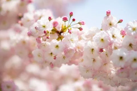 BEAUTIFUL withe apple blossoms IN EARLY SPRING Stock Photos