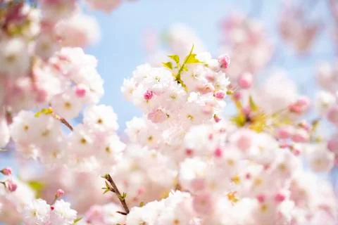 BEAUTIFUL withe apple blossoms IN EARLY SPRING Stock Photos