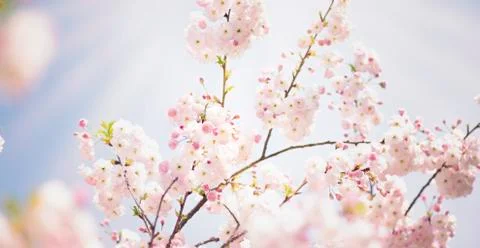 BEAUTIFUL withe apple blossoms IN EARLY SPRING Stock Photos