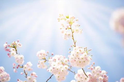 BEAUTIFUL withe apple blossoms IN EARLY SPRING Stock Photos