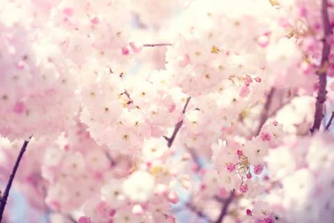 BEAUTIFUL withe apple blossoms IN EARLY SPRING Stock Photos