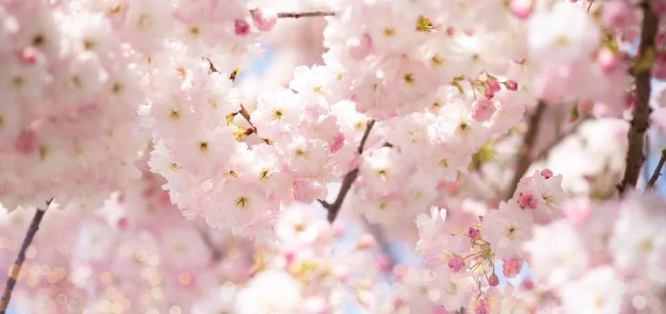 BEAUTIFUL withe apple blossoms IN EARLY SPRING Stock Photos