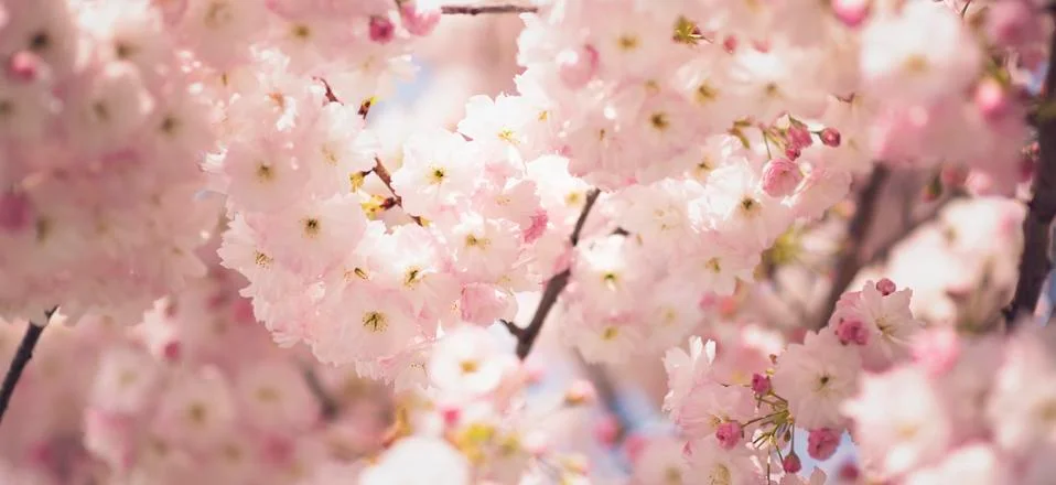 BEAUTIFUL withe apple blossoms IN EARLY SPRING Stock Photos
