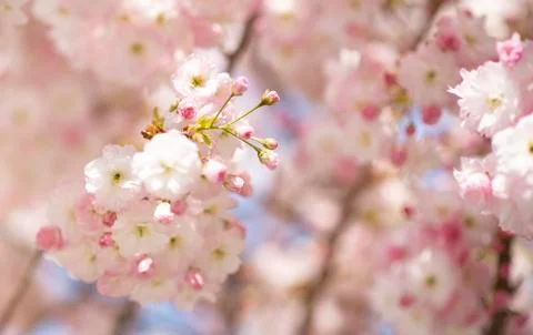 BEAUTIFUL withe apple blossoms IN EARLY SPRING Stock Photos
