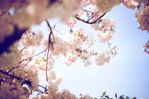 BEAUTIFUL withe apple blossoms IN EARLY SPRING Stock Photos